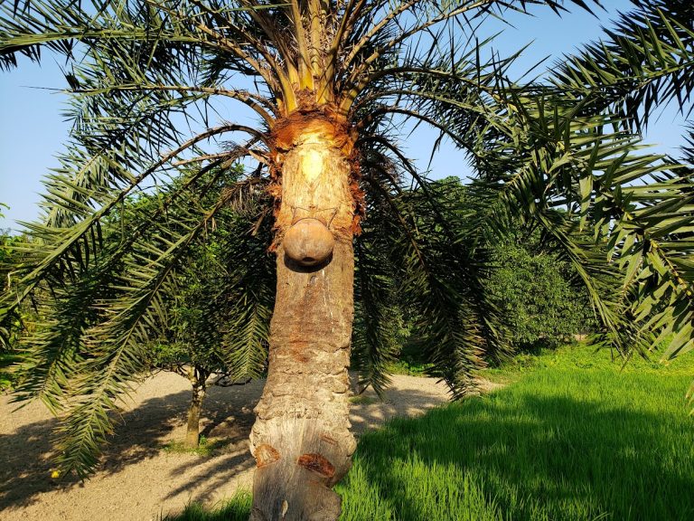 খেজুর গুড়: প্রাচীন ঐতিহ্যের মিষ্টি স্বাদ